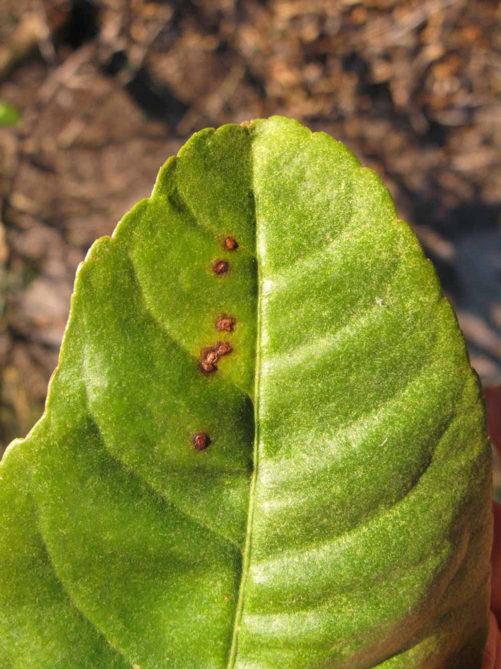              Margin (Winter Haven, FL)       